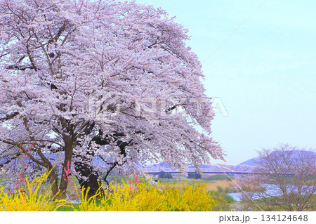 爽やかな青空と満開の染井吉野 134124648