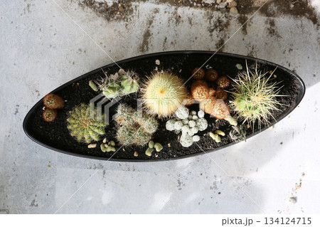 サボテンの寄せ植え、作り方 サボテンの寄せ植え、作り方 134124715