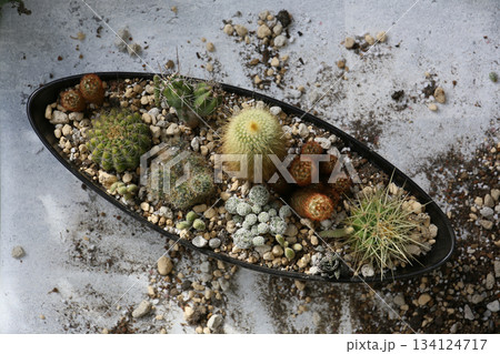 サボテンの寄せ植え、作り方 134124717