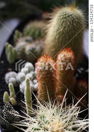 サボテンの寄せ植え、作り方 134124718