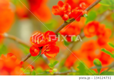 美しい満開の赤いボケの花 134124731