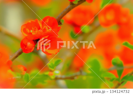 美しい満開の赤いボケの花 美しい満開の赤いボケの花 134124732