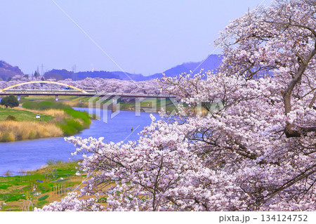 白石川の周りを飾る一目千本桜 134124752