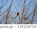 枝にとまっているカワラヒワ 枝にとまっているカワラヒワ 134124754