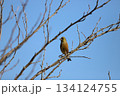 枝にとまっているカワラヒワ 枝にとまっているカワラヒワ 134124755