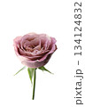 紫色のバラ、白バック 134124832