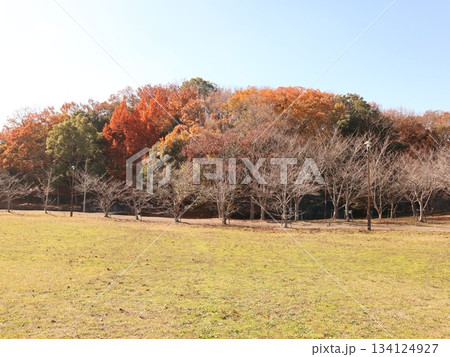 西神中央公園　神戸市　西区　公園　冬 134124927