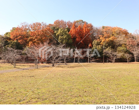 西神中央公園 神戸市 西区 公園 冬 西神中央公園 神戸市 西区 公園 冬 134124928