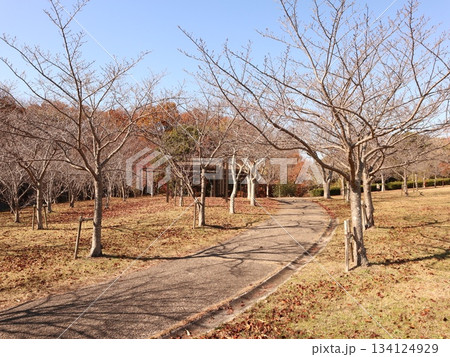 西神中央公園 神戸市 西区 公園 冬 西神中央公園 神戸市 西区 公園 冬 134124929
