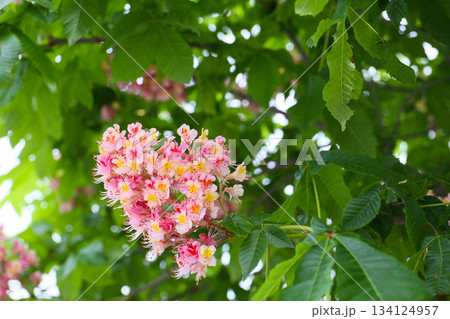 トチノキのピンク色の花 134124957