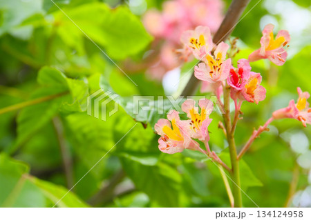 トチノキのピンク色の花 トチノキのピンク色の花 134124958