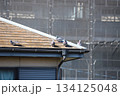 屋根で休んでいるカワラバト 屋根で休んでいるカワラバト 134125048