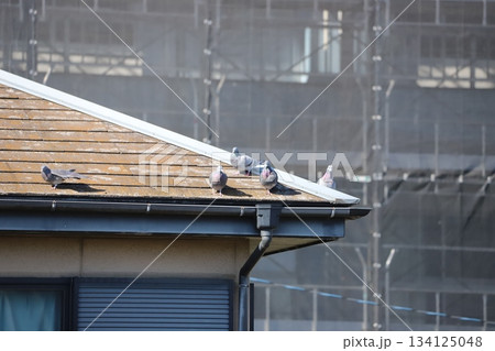 屋根で休んでいるカワラバト 屋根で休んでいるカワラバト 134125048