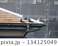 屋根で休んでいるカワラバト 屋根で休んでいるカワラバト 134125049