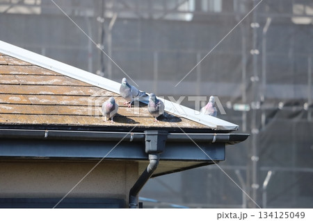 屋根で休んでいるカワラバト 屋根で休んでいるカワラバト 134125049