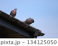 屋根で休んでいるカワラバト 屋根で休んでいるカワラバト 134125050