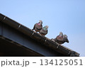 屋根で休んでいるカワラバト 屋根で休んでいるカワラバト 134125051