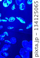青く光るクラゲ 134125065
