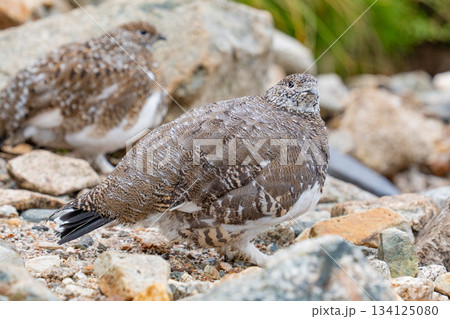 岩や草の間から見える足元が冬仕様のライチョウ 134125080