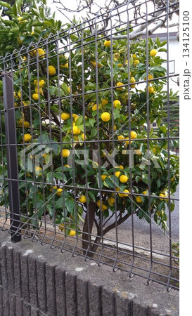 庭先に沢山実ったゆずの苗木 134125100