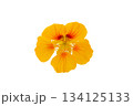 ナスタチウムの花、白バック 134125133