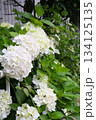 白いアジサイが咲く 134125135