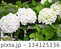 白いアジサイが咲く 134125136