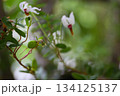 クランベリーの花が咲く、クローズアップ 134125137
