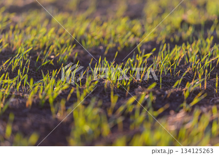 Fresh, green grass sprouts vibrantly in a beautiful sunlit field, showcasing natures beauty 134125263