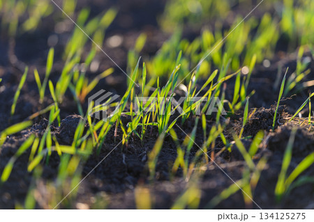 New vibrant grass sprouts are emerging beautifully from the dark, rich soil beneath them New vibrant grass sprouts are emerging beautifully from the dark, rich soil beneath them 134125275