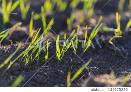 New, vibrant green grass sprouts are emerging from the fresh soil of the landscape New, vibrant green grass sprouts are emerging from the fresh soil of the landscape 134125286