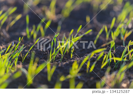 Fresh Green Sprouts Emerging and Thriving from Rich Dark Soil Beneath the Earth Surface Fresh Green Sprouts Emerging and Thriving from Rich Dark Soil Beneath the Earth Surface 134125287