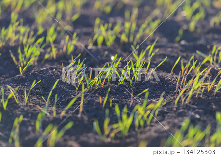 Green sprouts emerge from the rich soil as early spring arrives, signaling new life 134125303