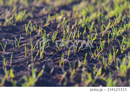 Vibrant green grass sprouts healthily in rich soil, showcasing natures beauty and renewal 134125315