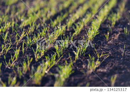 Lush, Vibrant Green Grass Sprouts in a Newly Planted Agricultural Field During Springtime Lush, Vibrant Green Grass Sprouts in a Newly Planted Agricultural Field During Springtime 134125317