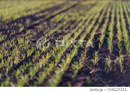 Expansive Green Crop Field with Neatly Arranged Rows of Young and Thriving Plants 134125321