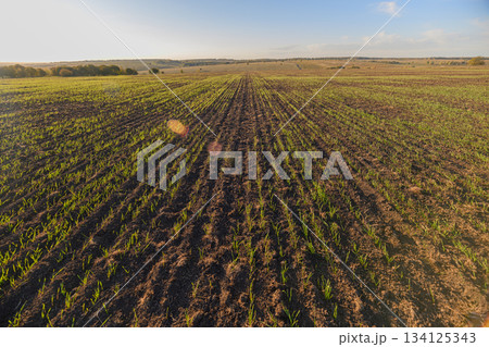A Beautiful Lush Green Crop Field Spreading Across the Land Under a Clear Sky at Sunrise A Beautiful Lush Green Crop Field Spreading Across the Land Under a Clear Sky at Sunrise 134125343