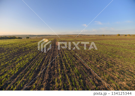 A Stunningly Beautiful and Scenic View of Lush Agricultural Fields Under a Clear Blue Sky Above Us A Stunningly Beautiful and Scenic View of Lush Agricultural Fields Under a Clear Blue Sky Above Us 134125344