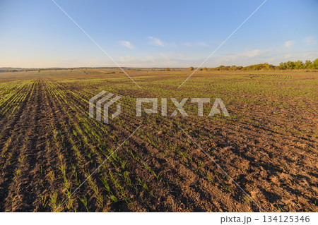 A Vast and Expansive Agricultural Field Stretching Beneath a Clear and Bright Blue Sky A Vast and Expansive Agricultural Field Stretching Beneath a Clear and Bright Blue Sky 134125346