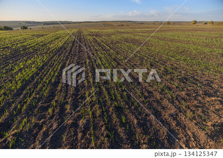 Lush Green Crops Thriving in a Beautifully Serene Dawn Field Landscape Environment 134125347