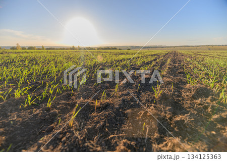 A Vibrant and Lush Green Field Spreading Beneath the Bright, Warm Sunlight In Full Bloom 134125363