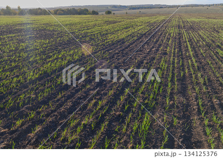 Vibrant Green Crops Are Beautifully Sprouting in the Fertile Field Under the Bright Sun Vibrant Green Crops Are Beautifully Sprouting in the Fertile Field Under the Bright Sun 134125376