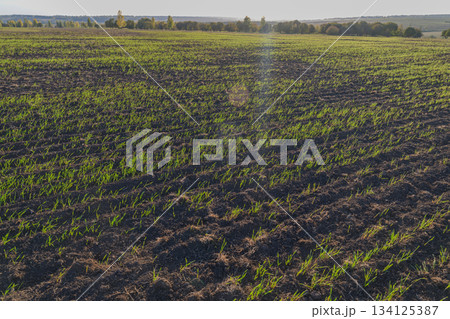 Vibrant Green Sprouts Are Beautifully Emerging in the Cultivated Field, Bringing Life and Color 134125387