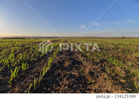 A Vast and Expansive Agricultural Field Lying Beneath a Clear and Bright Blue Sky Today 134125399