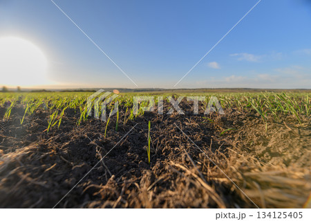 A breathtakingly vibrant green rice field is beautifully set under a bright blue sky A breathtakingly vibrant green rice field is beautifully set under a bright blue sky 134125405