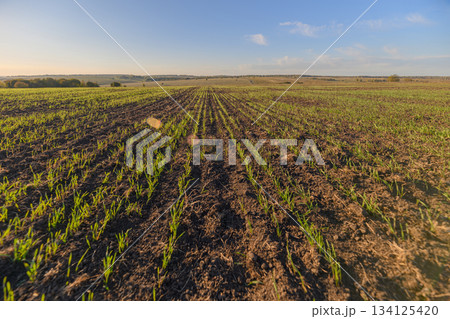 A Vibrant Field of Young Green Crops Flourishing Under a Clear and Bright Blue Sky 134125420