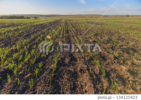 Lush and Vibrant Green Seedlings Thriving in a Fertile and Abundant Field of Agriculture Lush and Vibrant Green Seedlings Thriving in a Fertile and Abundant Field of Agriculture 134125423