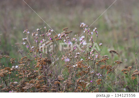 Admiring the Beauty of Wildflowers in a Natural Field Setting Filled with Life and Color 134125556