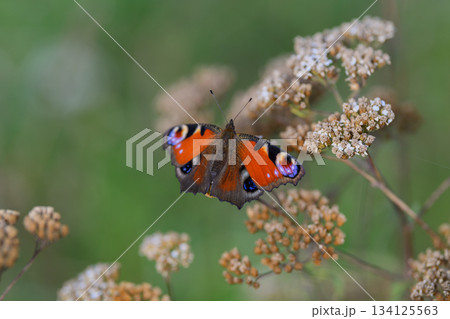 A Beautiful and Vibrant Butterfly Posed Gracefully on Flowering Plants in Natures Splendor 134125563