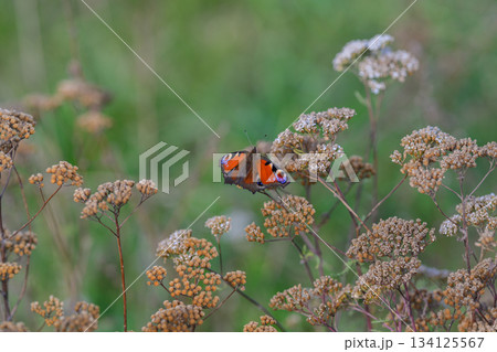 A Colorful Butterfly gracefully resting on vibrant Wildflowers within a serene Natural Setting 134125567